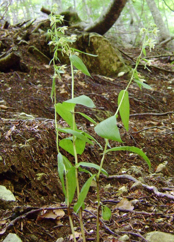 Epipactis sp.